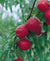 Hardy Red Nectarine Semi-Dwarf Tree