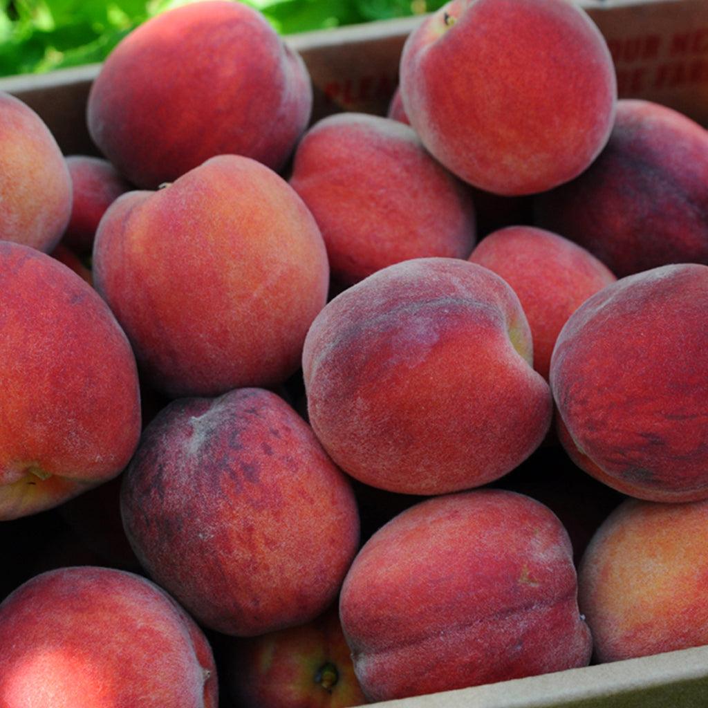Reliance Peach Dwarf Tree