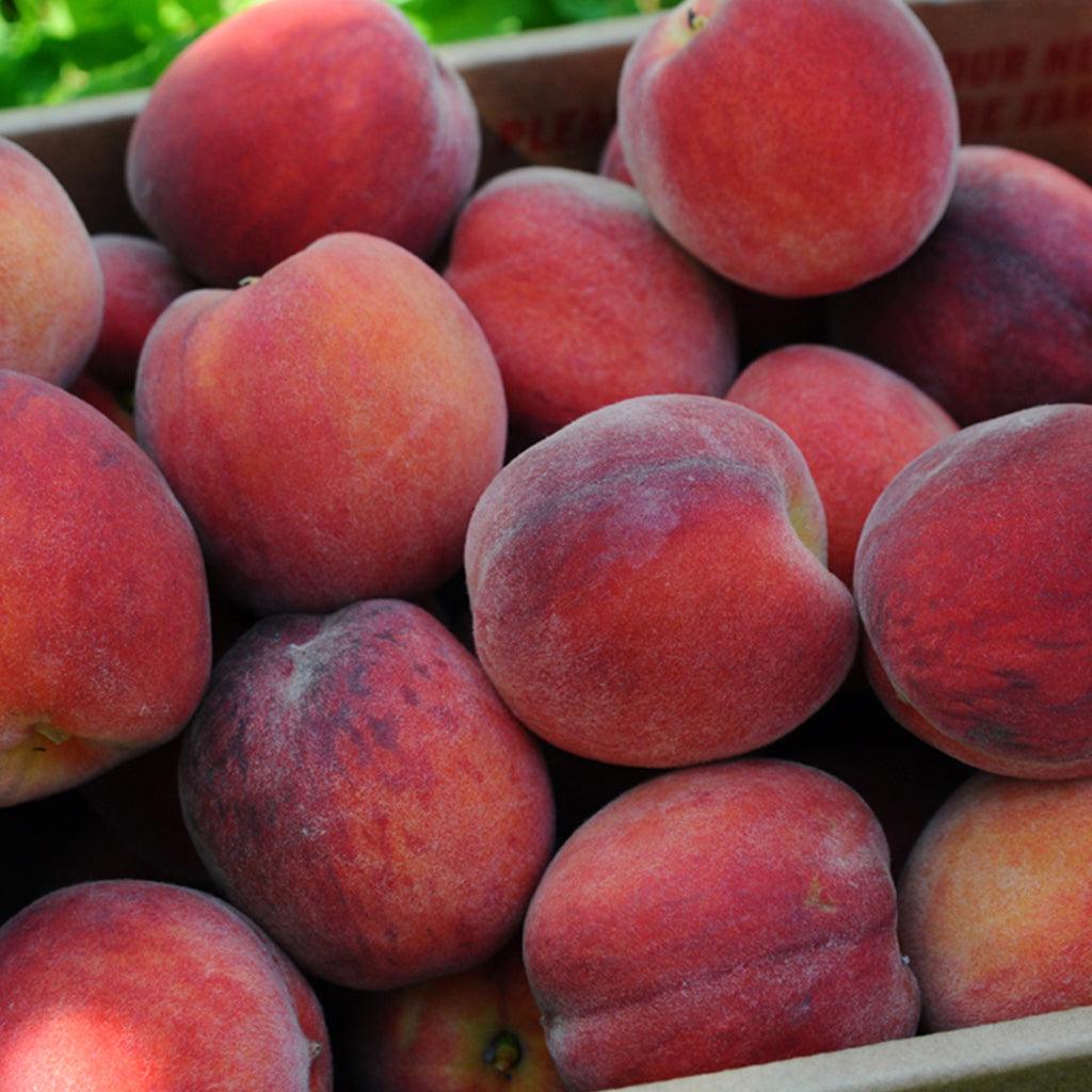 Reliance Peach Semi-Dwarf Tree
