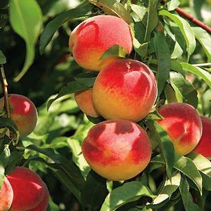 Red Haven Peach (Semi-Dwarf)