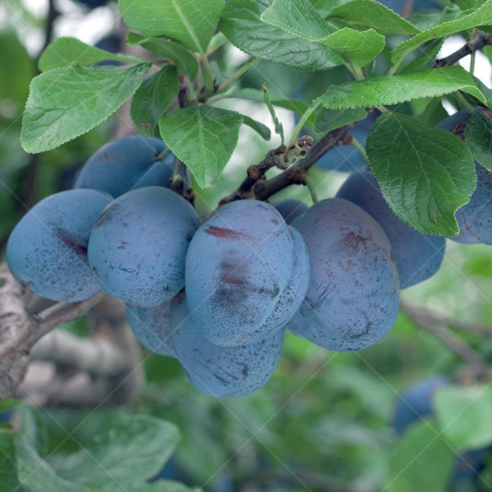 Brooks Plum European Semi-Dwarf Tree