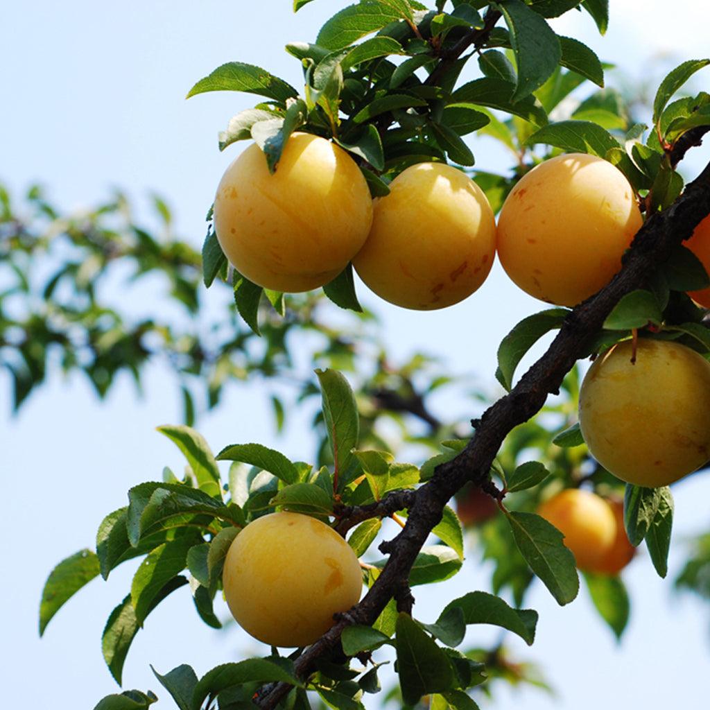 Green Gage Plum European Dwarf Tree