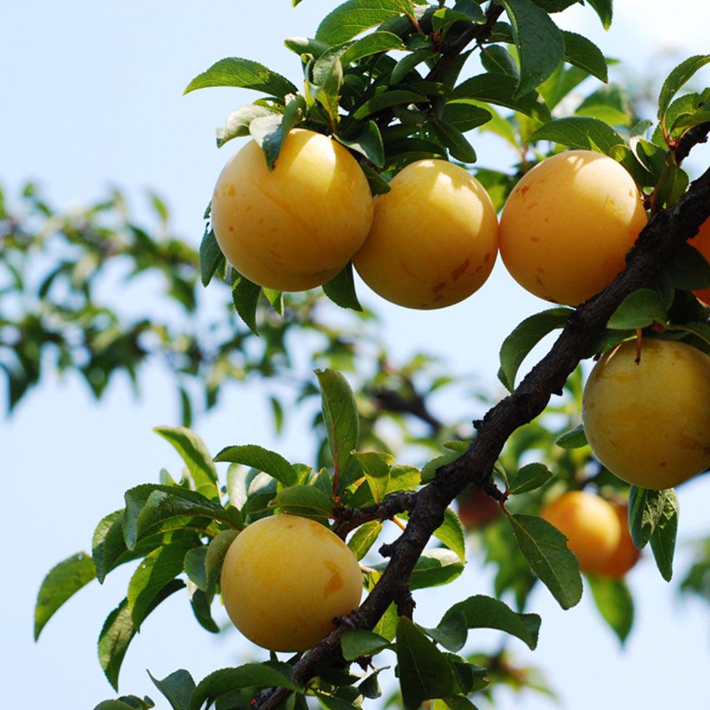 Green Gage Plum European Semi-Dwarf Tree