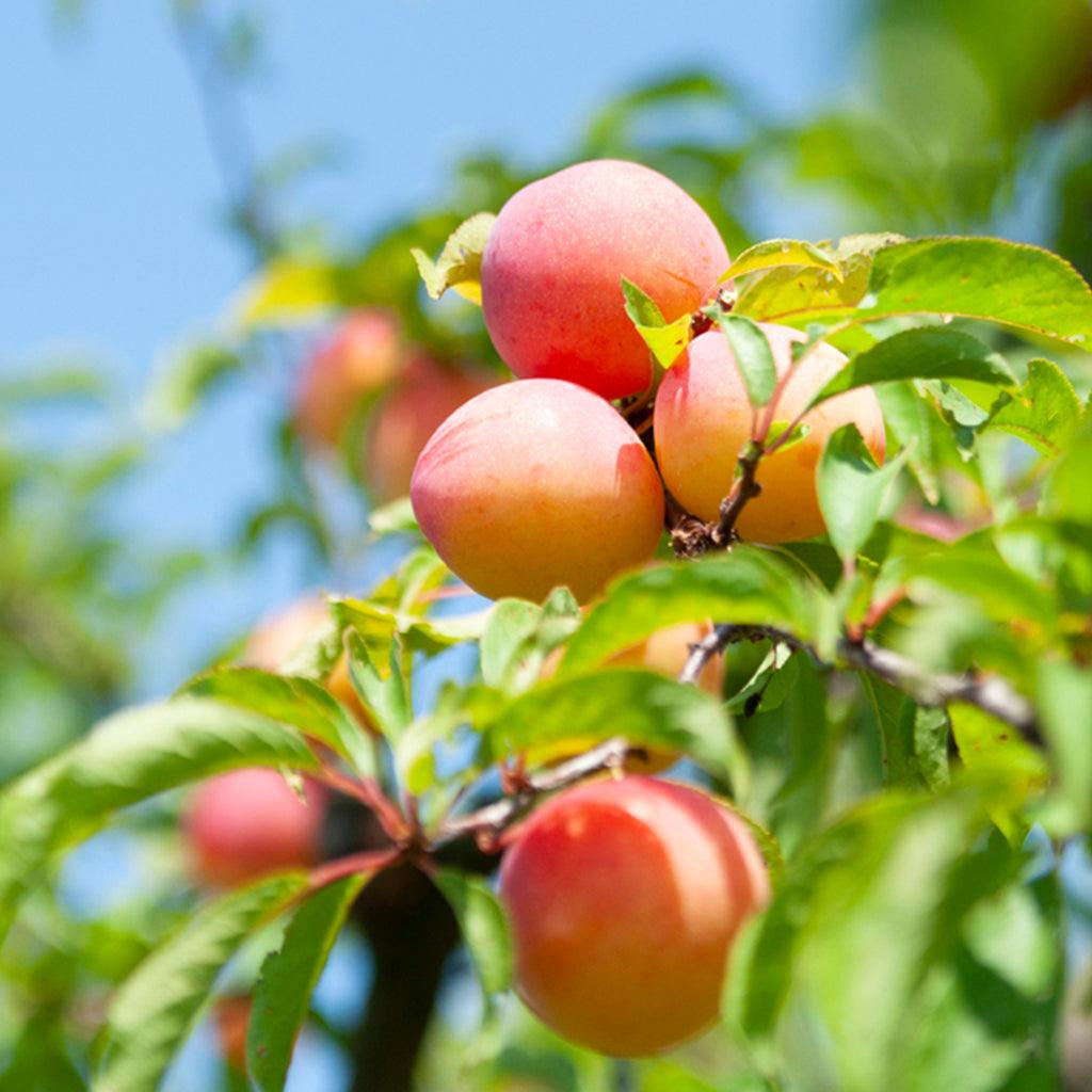 Methley Plum Japanese Semi-Dwarf Tree