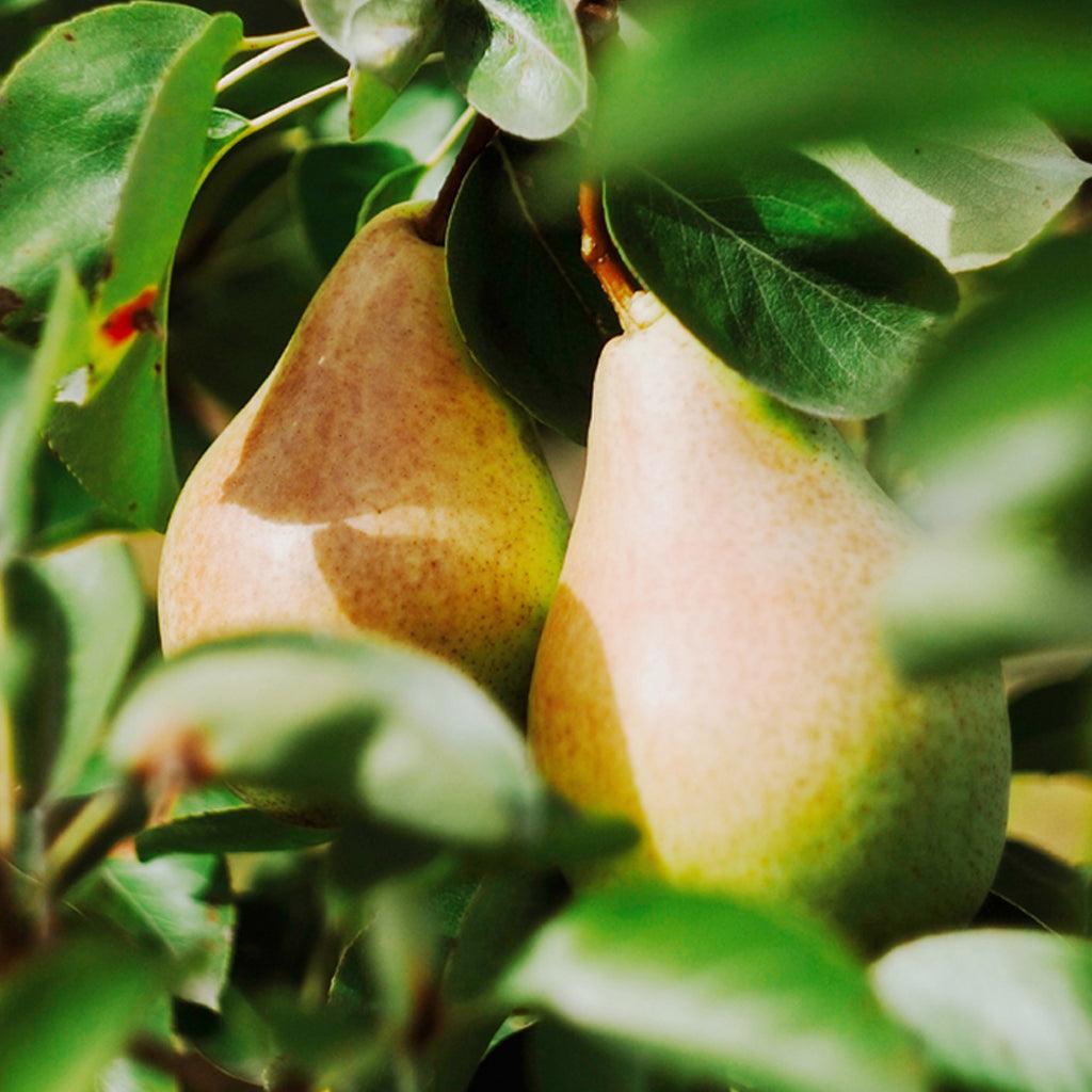 Introducing the Anjou Pear Dwarf Tree, a versatile addition to your garden or orchard. The Anjou pear is truly an all-purpose pear, with its juicy and ripe texture offering a delightful and refreshing lemon-lime flavor. With a growth range suitable for zones 5 to 8, this dwarf tree thrives in a variety of climates, making it a versatile choice for pear enthusiasts in different regions. 