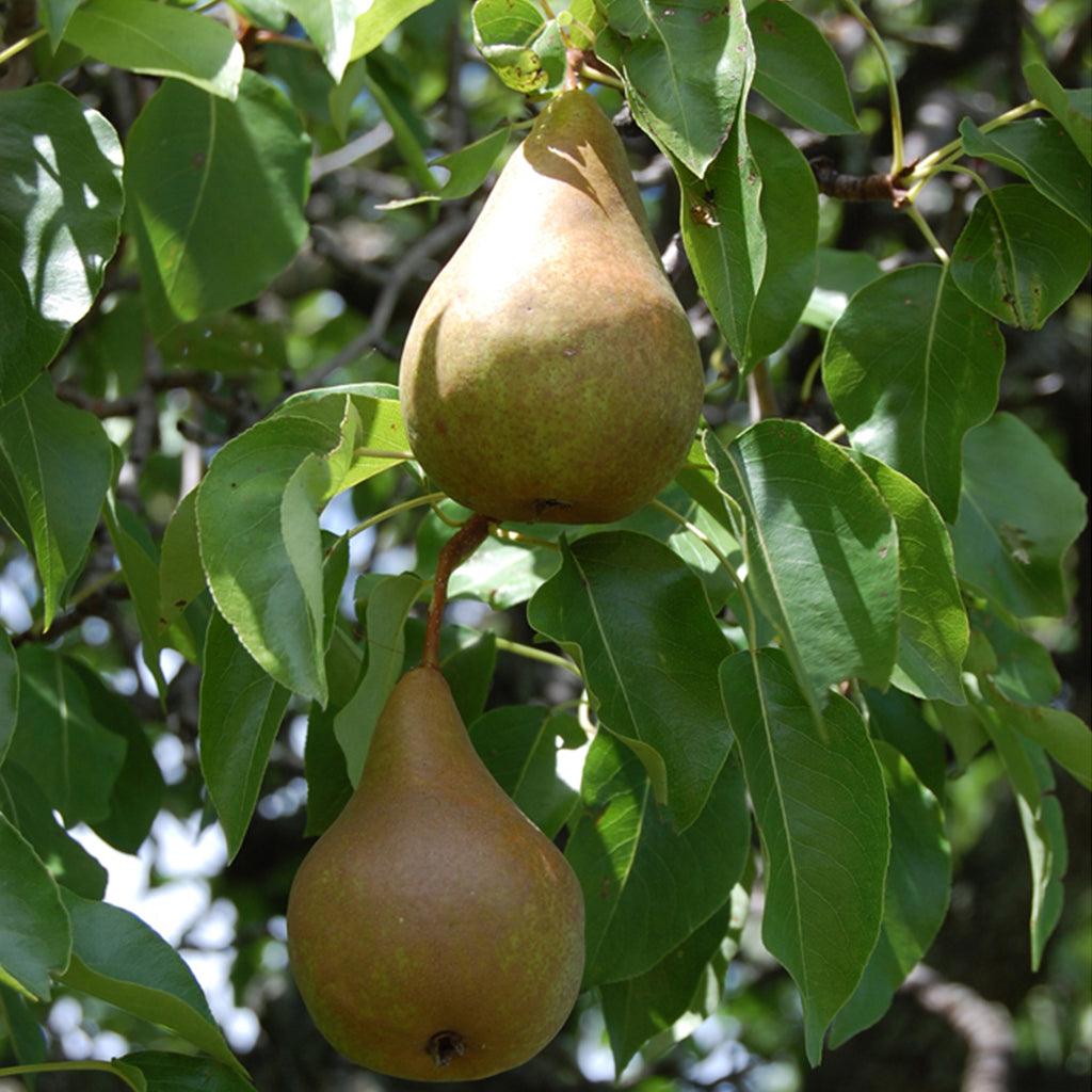 Clapp&#39;s Favourite Pear Semi-Dwarf Tree