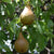 Comice Pear Dwarf Tree