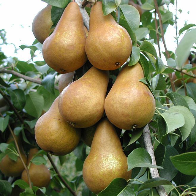 Bosc Pear (Dwarf)