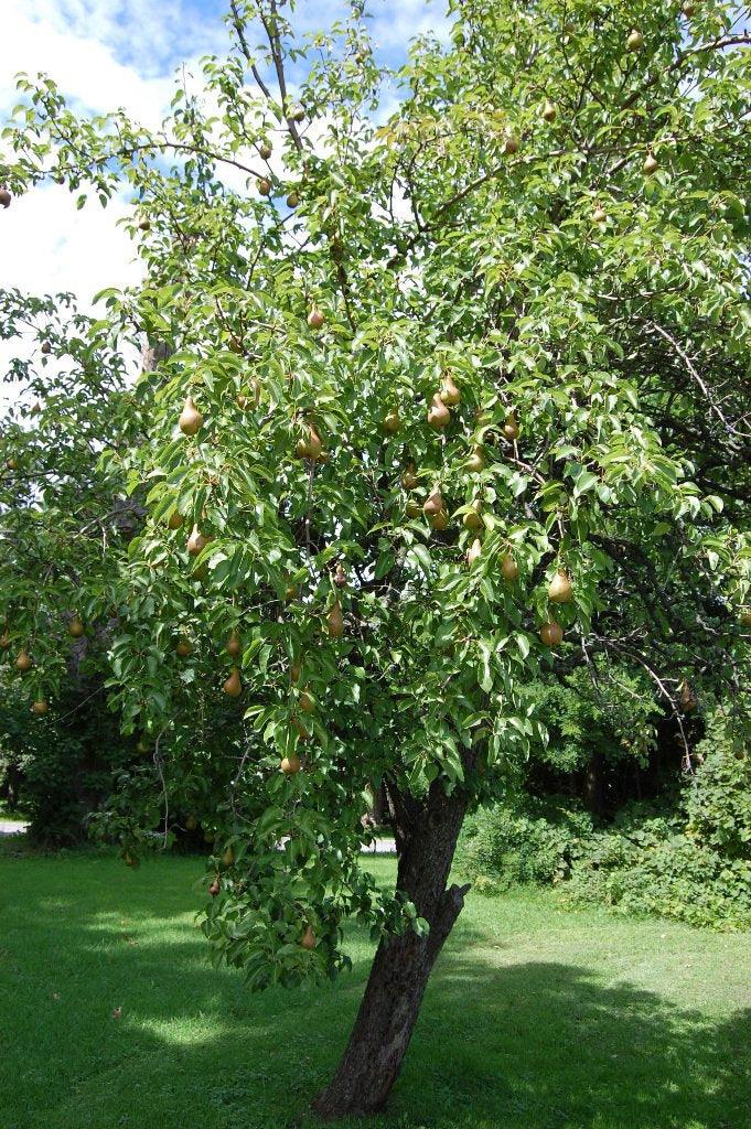 Bosc Pear Dwarf Tree