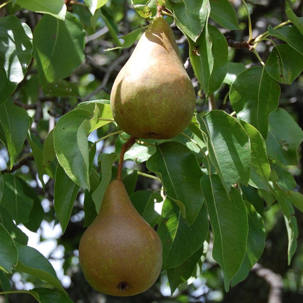 Kosui Pear Oriental Semi-Dwarf Tree