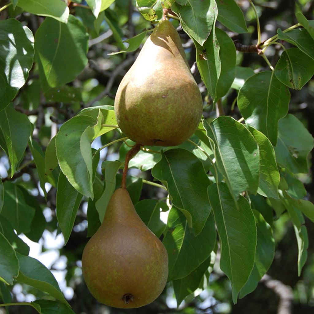 Nijisseik Pear Oriental Dwarf Tree