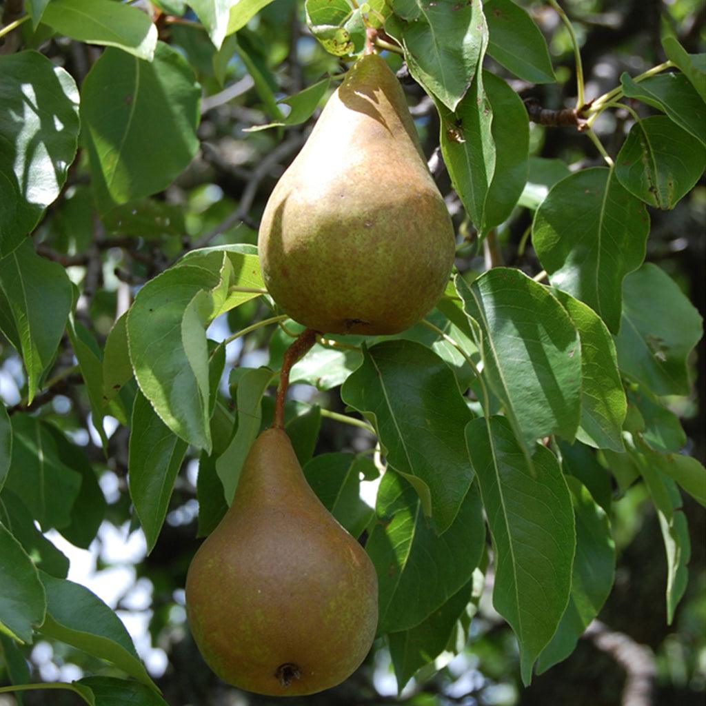 Nijisseiki Pear Asian Tree