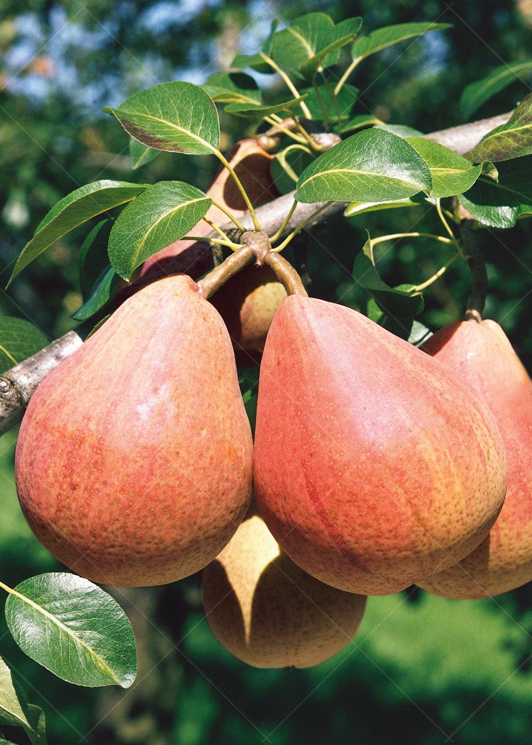This semi-dwarf tree produces beautiful deep red pears with a sweet and succulent flavor, reaching their peak ripeness in late summer. With a growth range suitable for zones 3 to 4, this pear tree thrives in cooler climates, making it an excellent choice for regions with colder winters. Enjoy the luscious and flavorful pears from your own backyard, and let the Red Clapp's Pear Semi-Dwarf Tree bring the joy of homegrown fruit to your family's table.