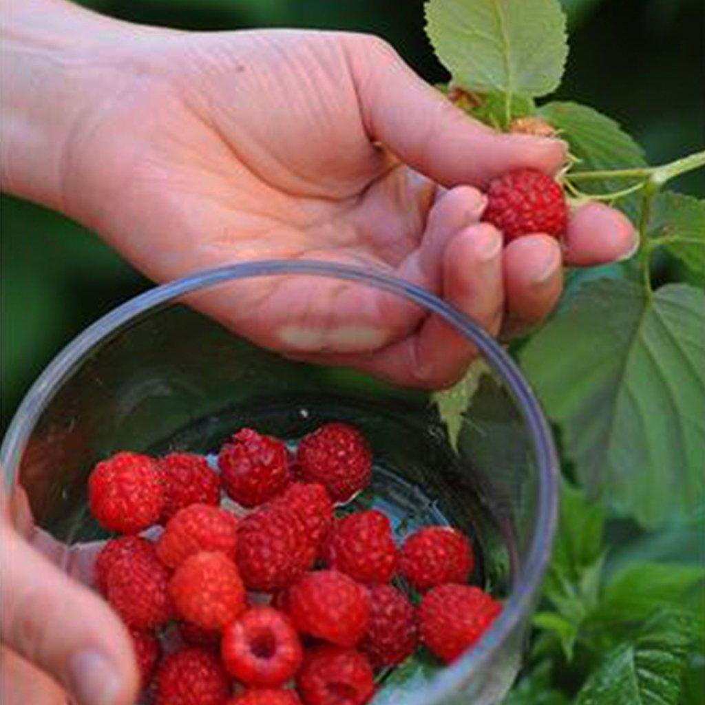 This raspberry plant thrives in full sun, making it an excellent choice for sunny spots in your outdoor space. Not only does it add beauty to your landscape with its attractive foliage and delicate white flowers, but it also offers the reward of edible fruit. The Boyne Raspberry produces delicious and juicy red raspberries, perfect for snacking, baking, or adding to desserts.