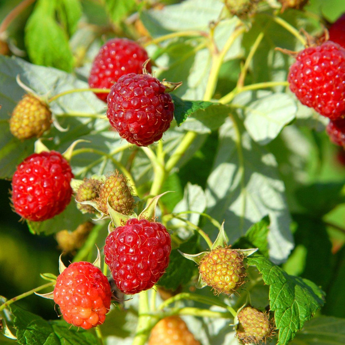 This raspberry plant features an upright growth habit and produces bright red fruit in both the fall and spring seasons. With its bountiful harvest, Heritage raspberries offer juicy and flavorful berries that are perfect for snacking, baking, or adding to desserts. Enjoy the pleasure of picking and savoring the delicious raspberries from your own garden, and let Raspberry - Heritage enhance your outdoor space with its beautiful foliage and delightful fruit. 