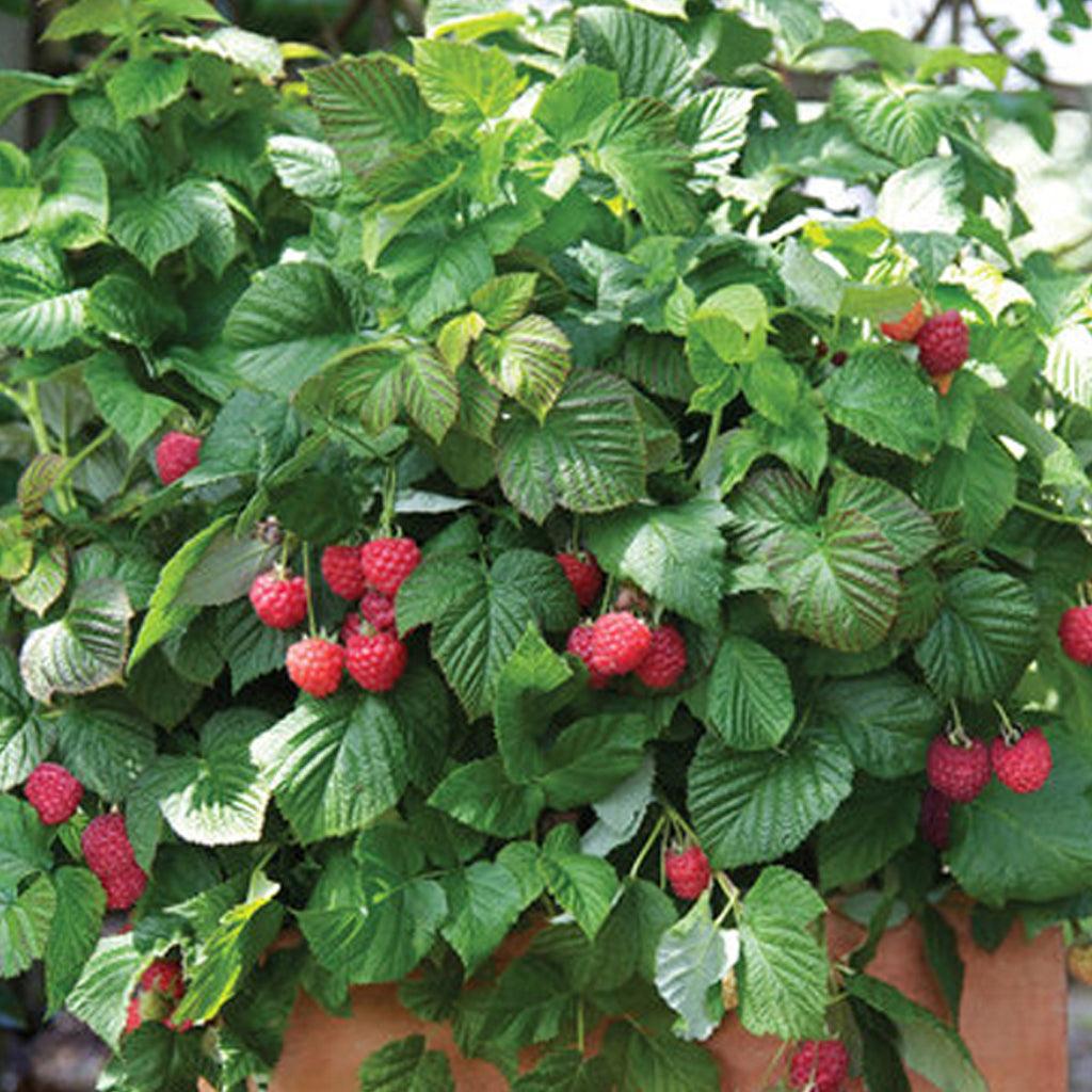 Raspberries - Sheridan Nurseries Online