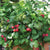 This raspberry variety is specifically bred for its compact size, making it perfect for smaller spaces and container gardening. Raspberry Shortcake® Bushel and Berry® produces juicy and flavorful red raspberries that are perfect for snacking, baking, or adding to desserts. With its attractive foliage and delicious fruit, this raspberry plant not only adds beauty to your landscape but also offers the reward of edible berries.