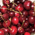 Morello Sour Cherry Dwarf Tree