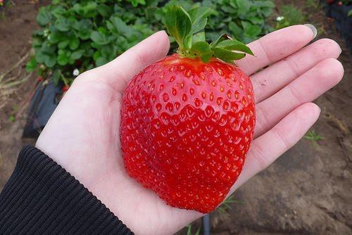 Strawberry - Maxim