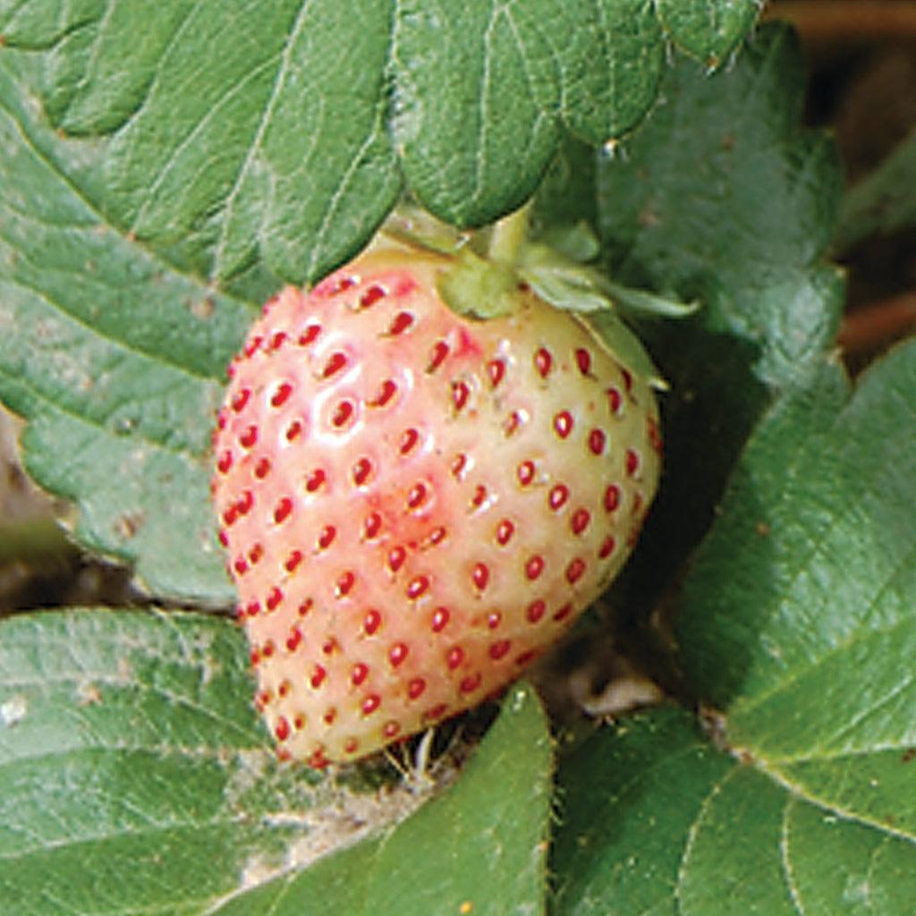 Strawberry - Pineberry