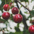 Bing Sweet Cherry (Dwarf)
