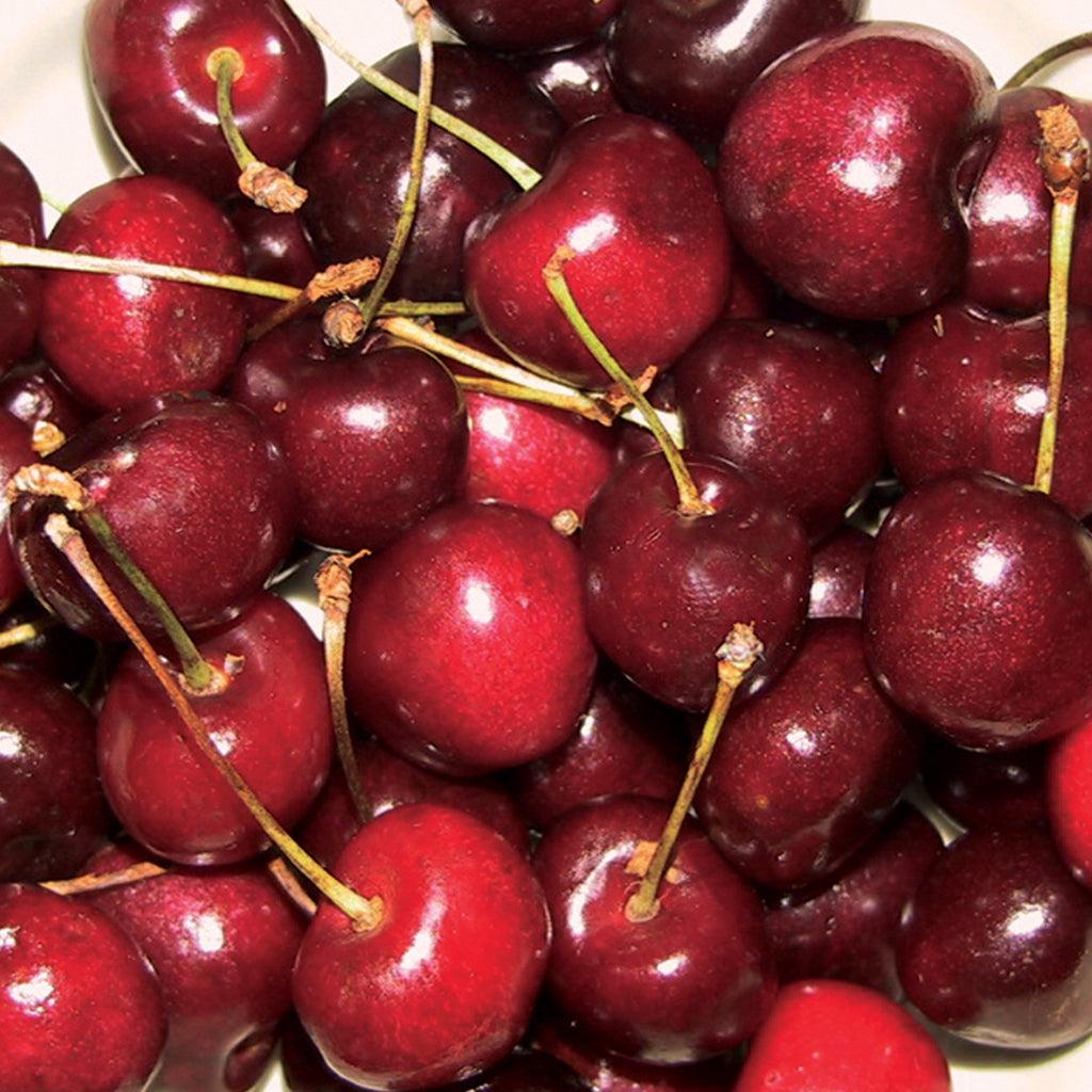 Rainier Sweet Cherry Dwarf Tree