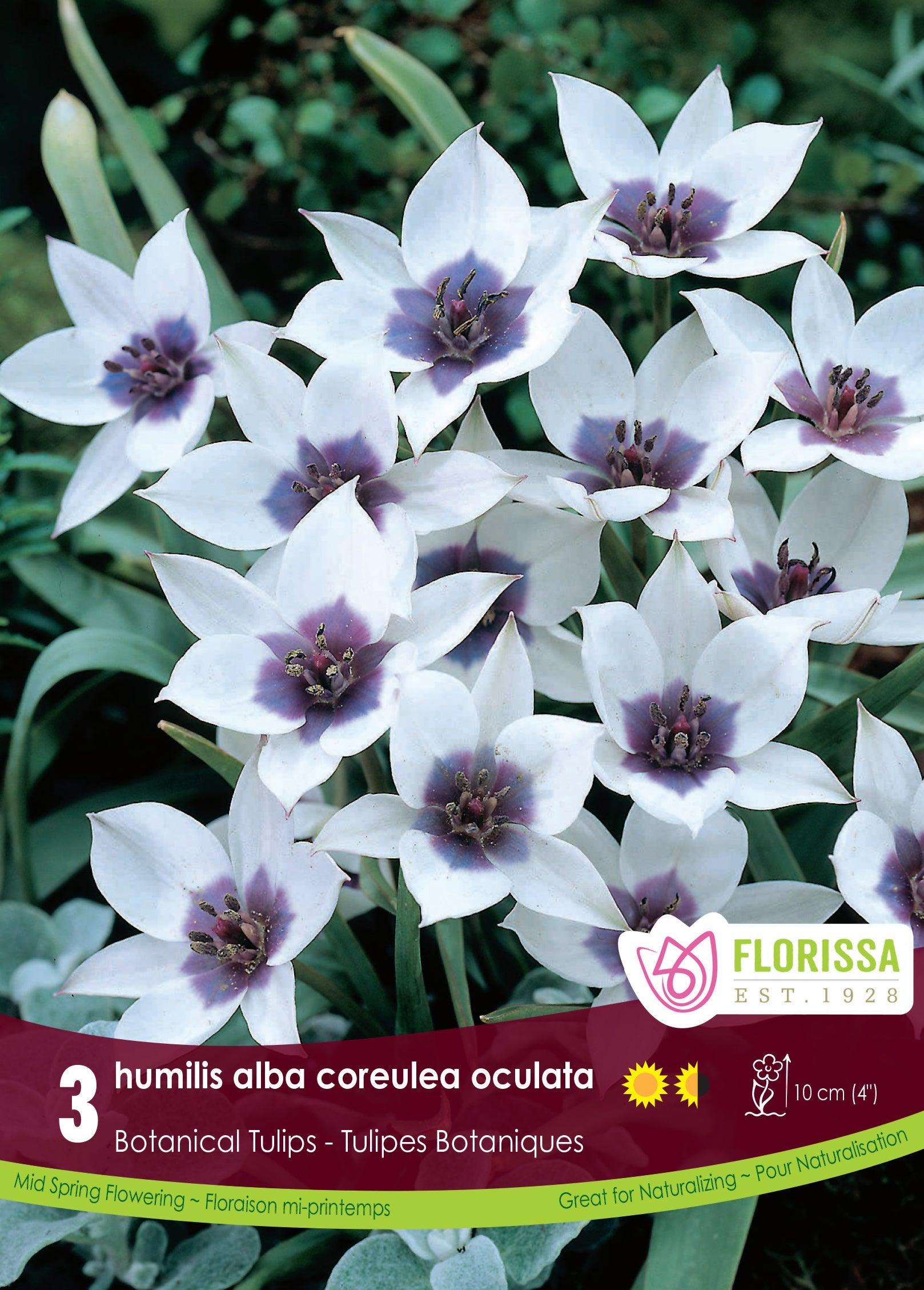 Tulip Humilis Alba Coerulea 3/Pkg