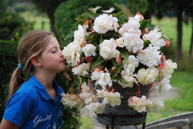 Begonia Bulb - Novelty Angelique Fragrant 1/Pkg