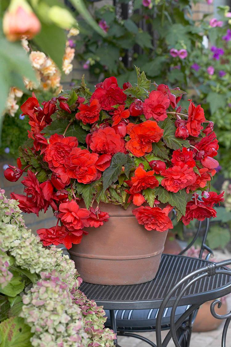 Begonia Bulb - Novelty Red Glory Fragrant 1/Pkg