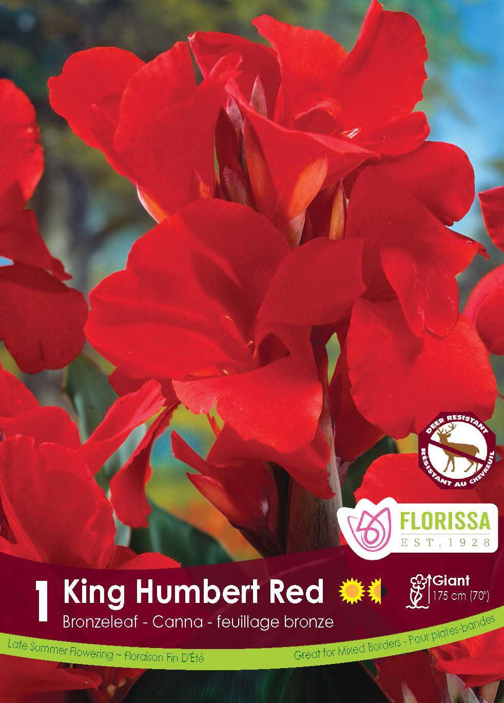 Canna Bronzeleaf King Humbert Red 1/PK