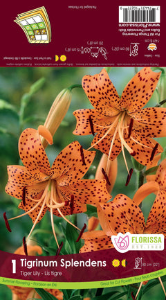tiger lily order online Tiger Lily Tigrinum Splendens 1/PK