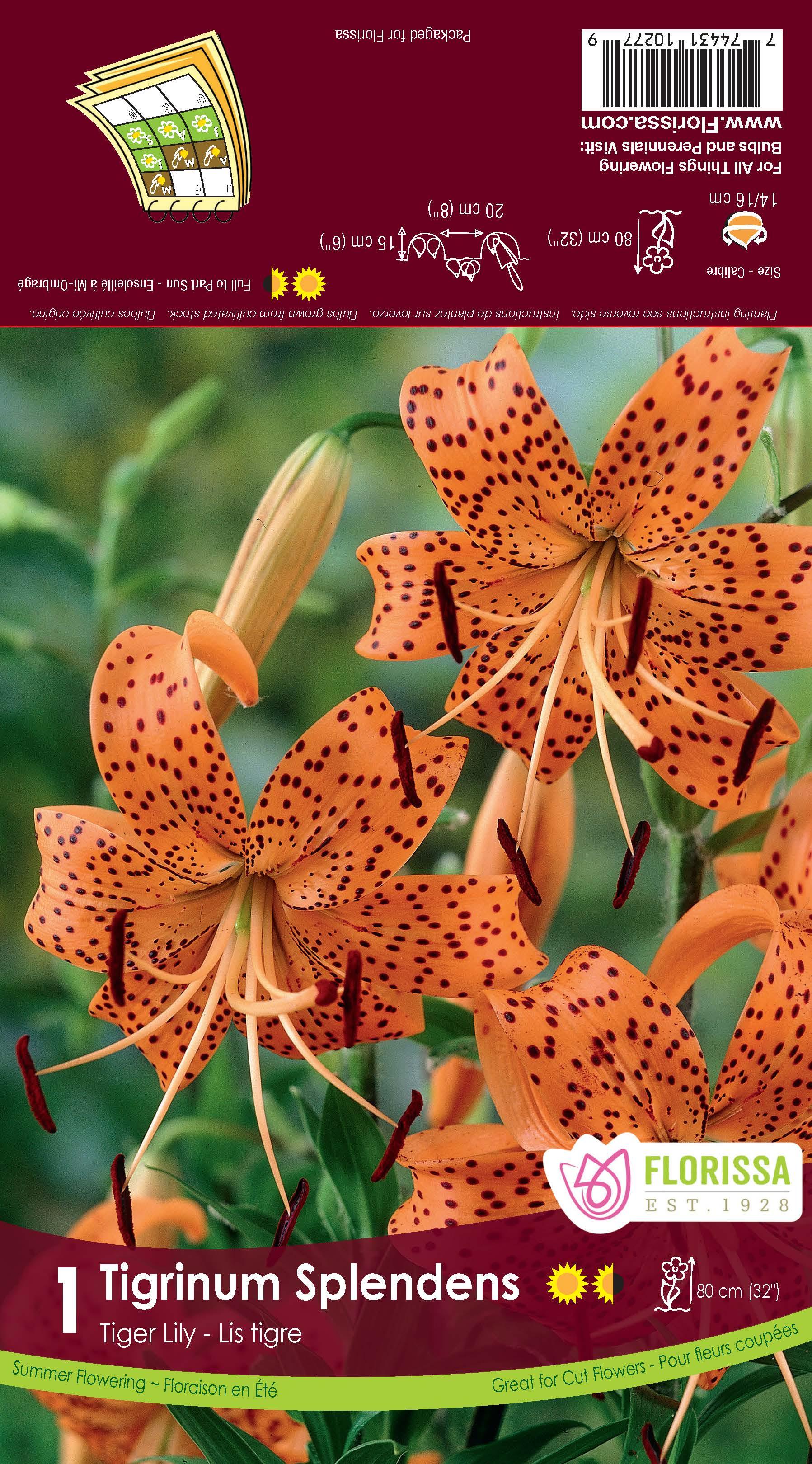 tigrinum splendens tiger lily Tiger Lily Tigrinum Splendens 1/PK