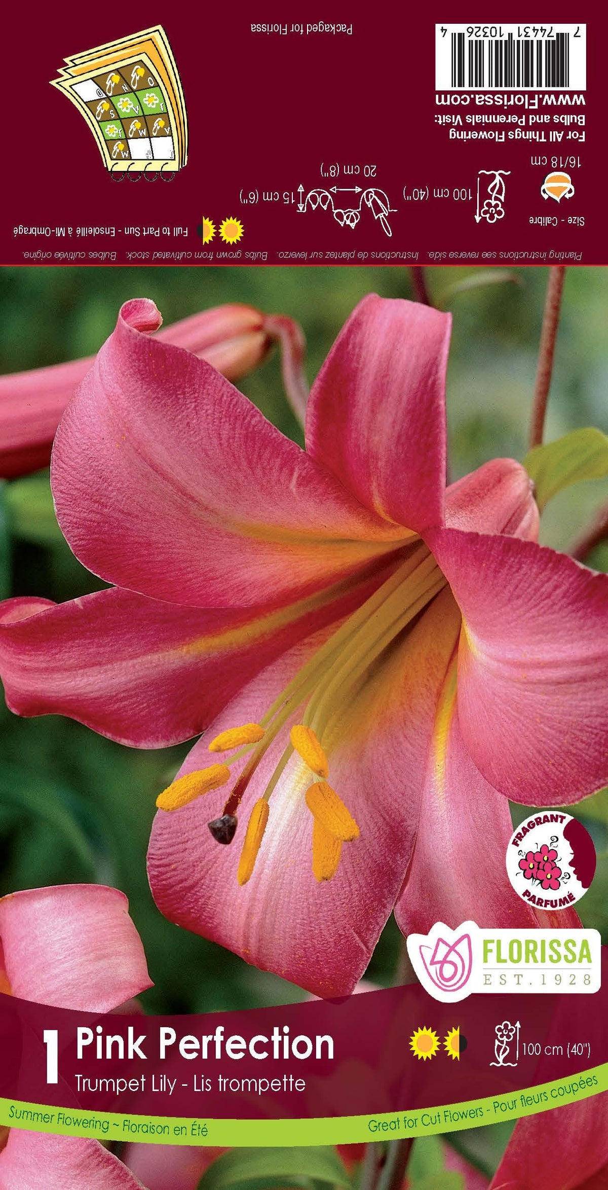 Trumpet Lily Pink Perfection 1/PK