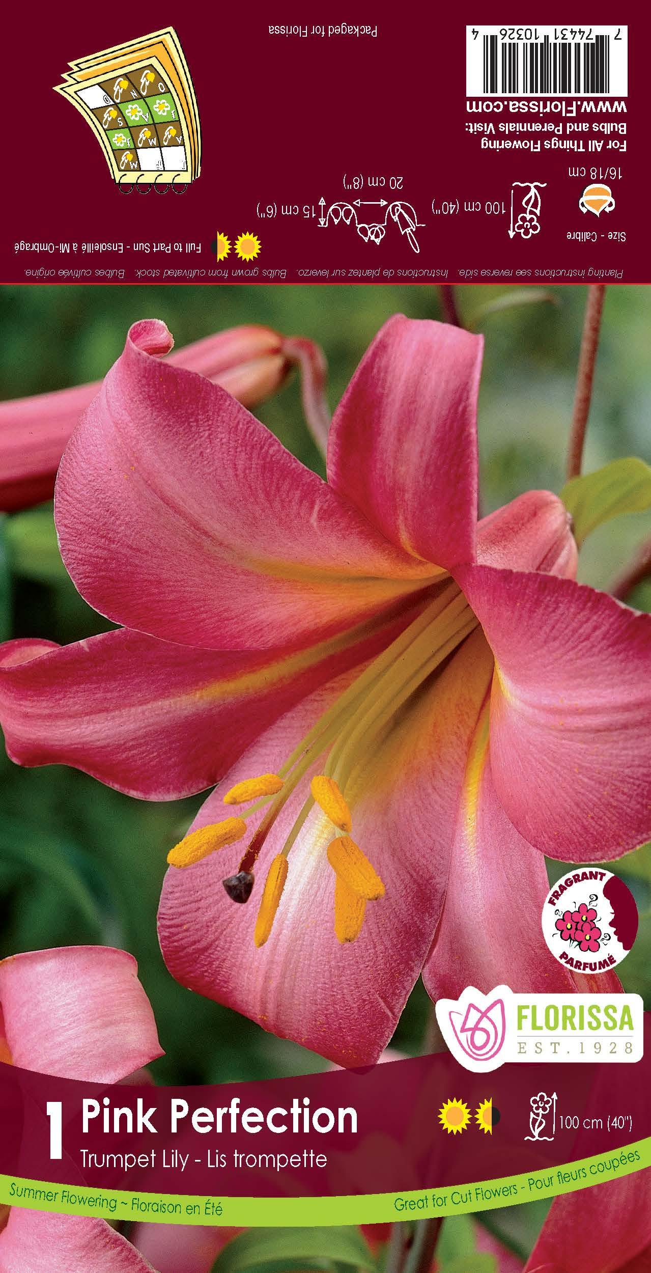 Trumpet Lily Pink Perfection 1/PK