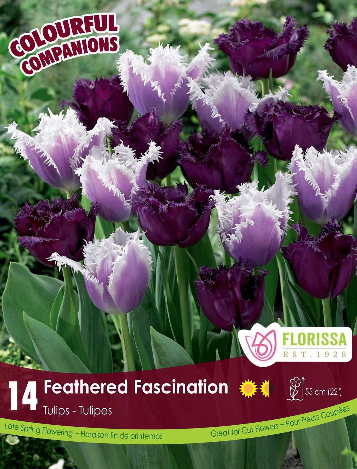 Feathered Fascination Tulip 14/Pkg