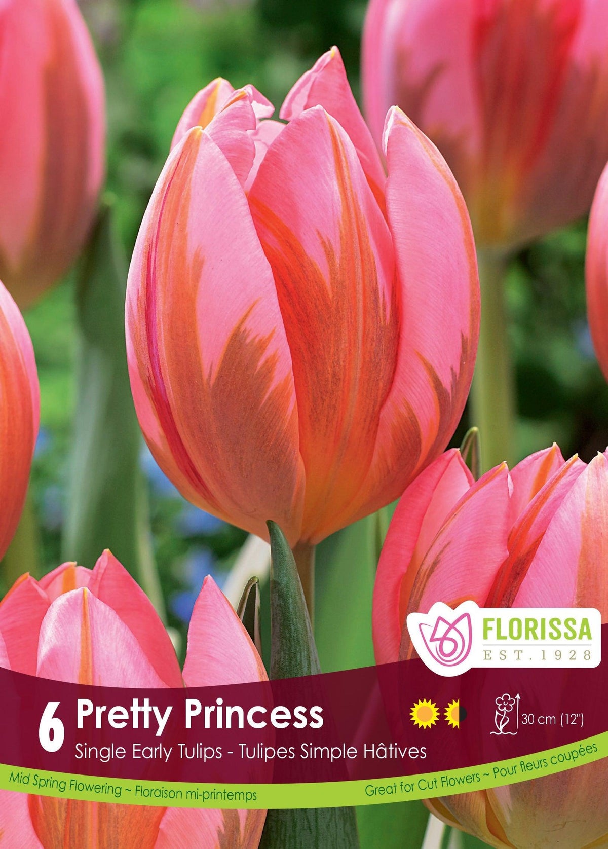 Tulip Pretty Princess 6/Pkg