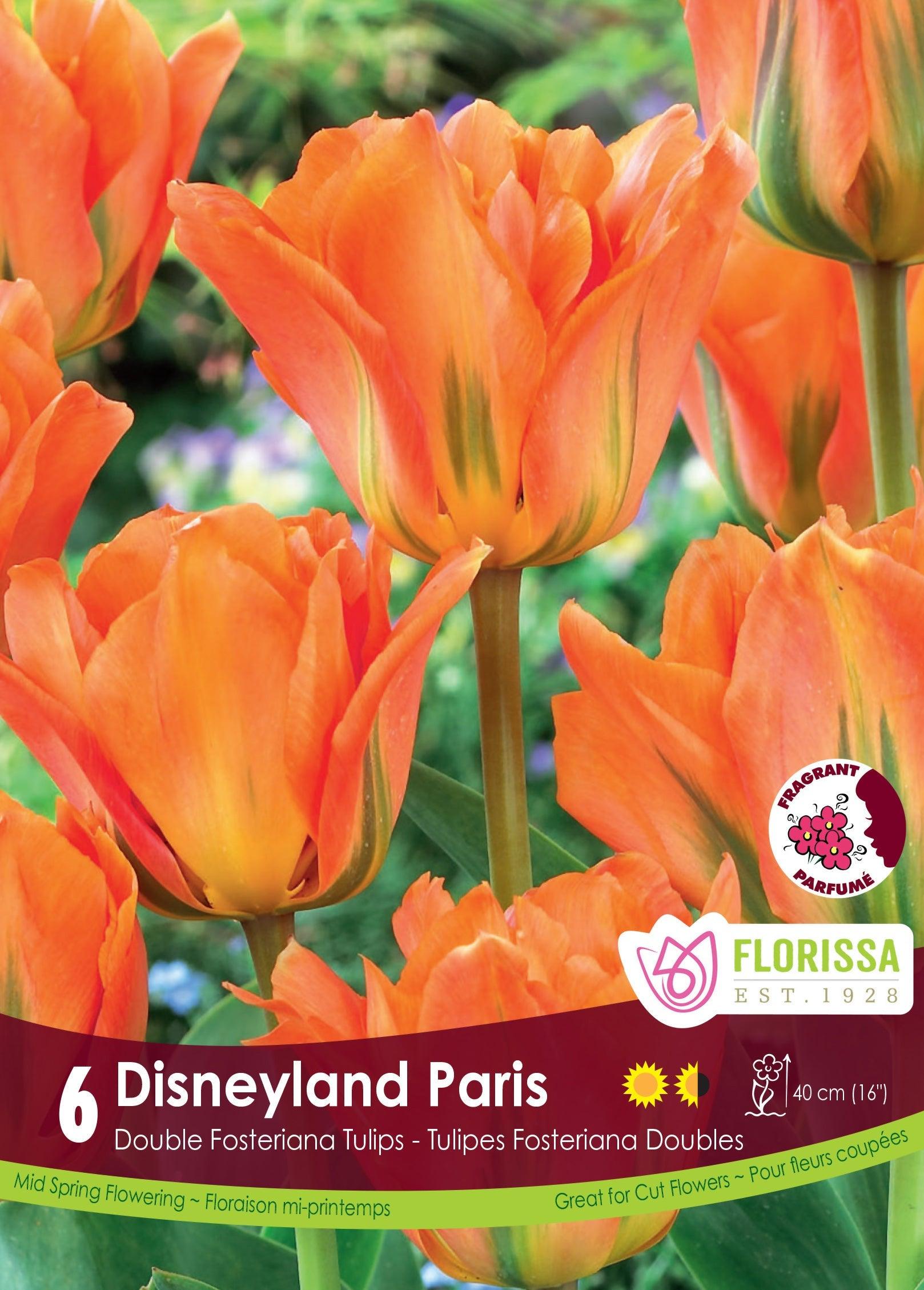 Tulip Disneyland Paris Double 6/Pkg