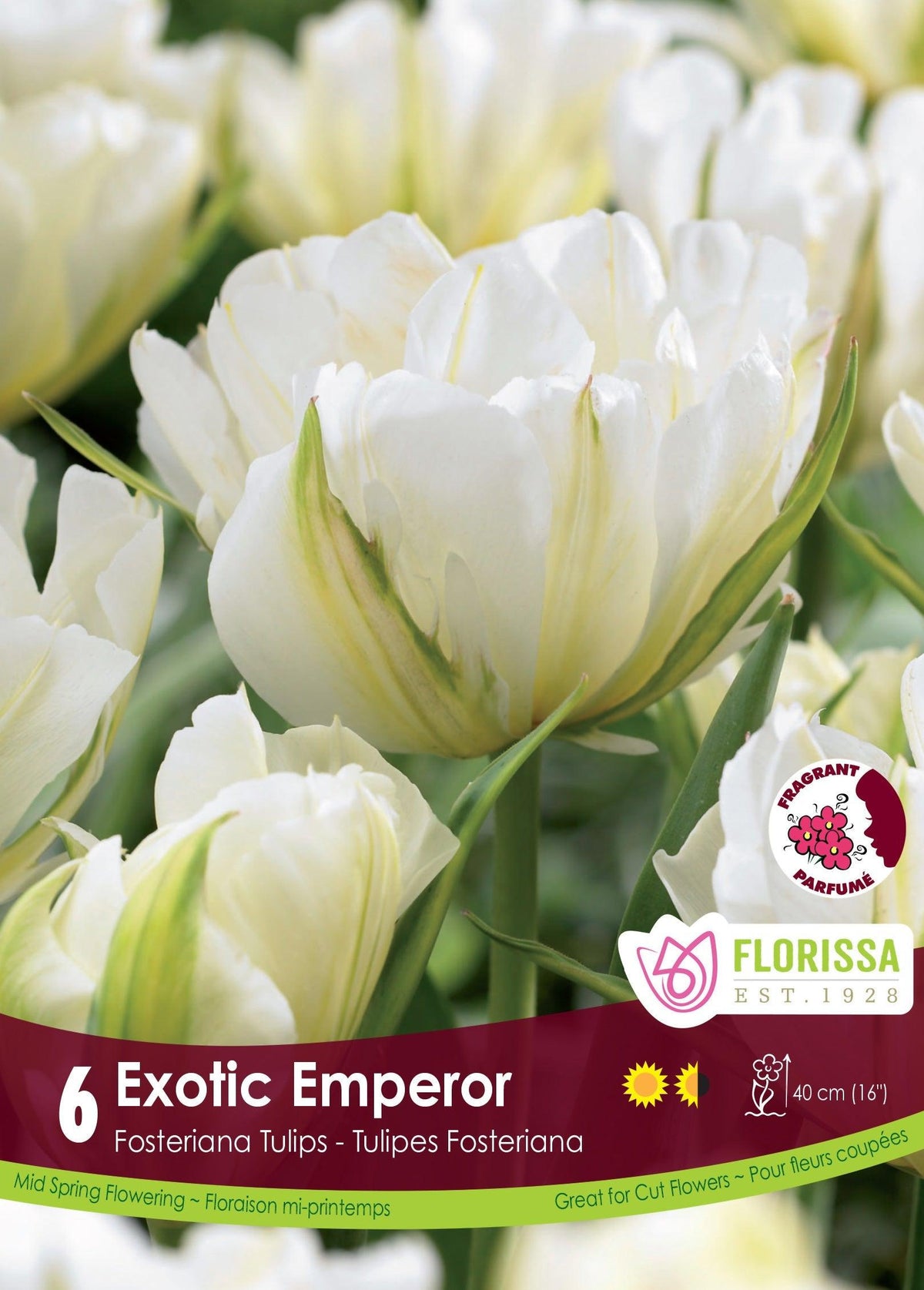 Tulip Exotic Emperor 6/Pkg