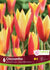 Tulip Chrysantha 6/Pkg
