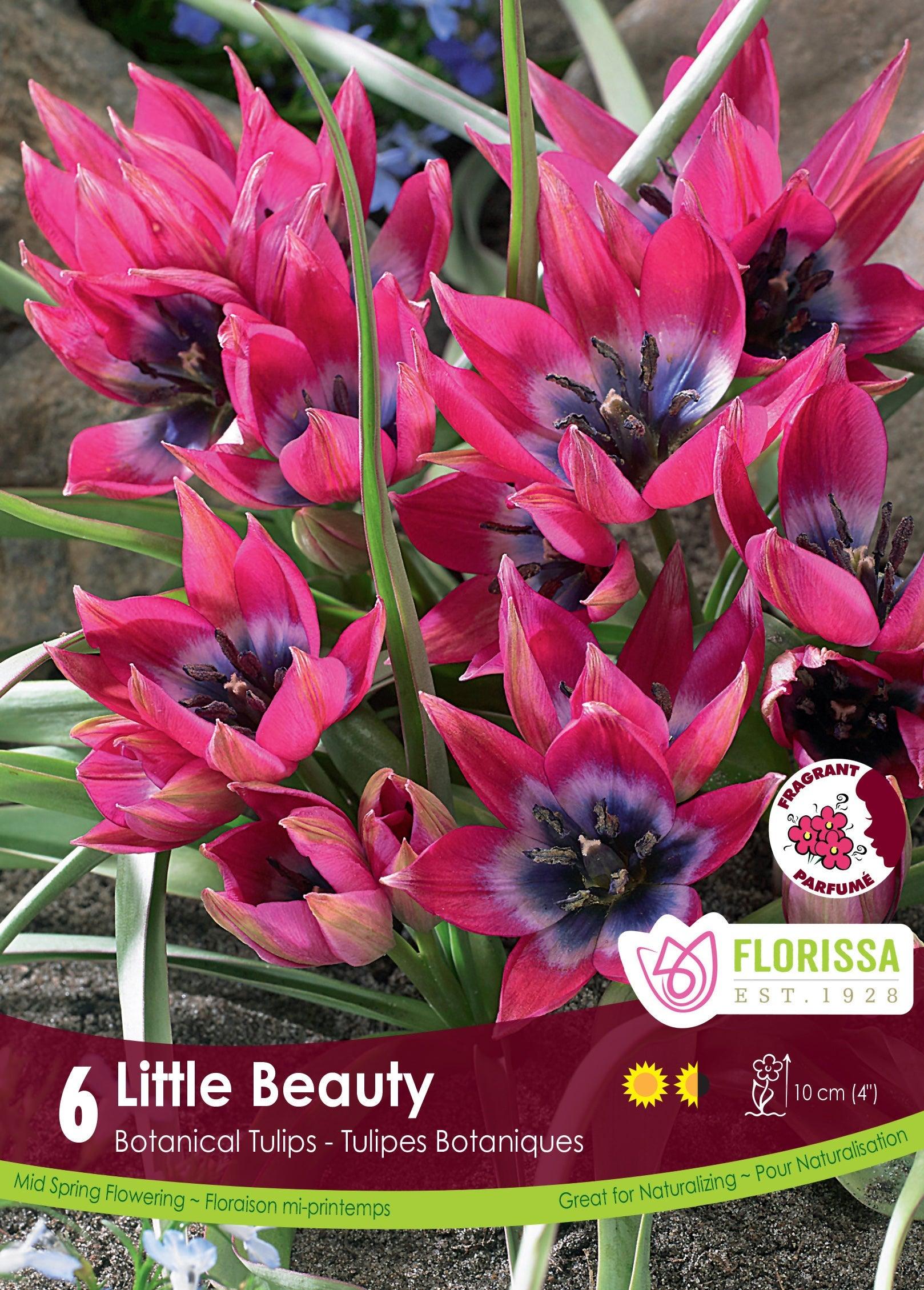 Tulip Little Beauty 6/Pkg