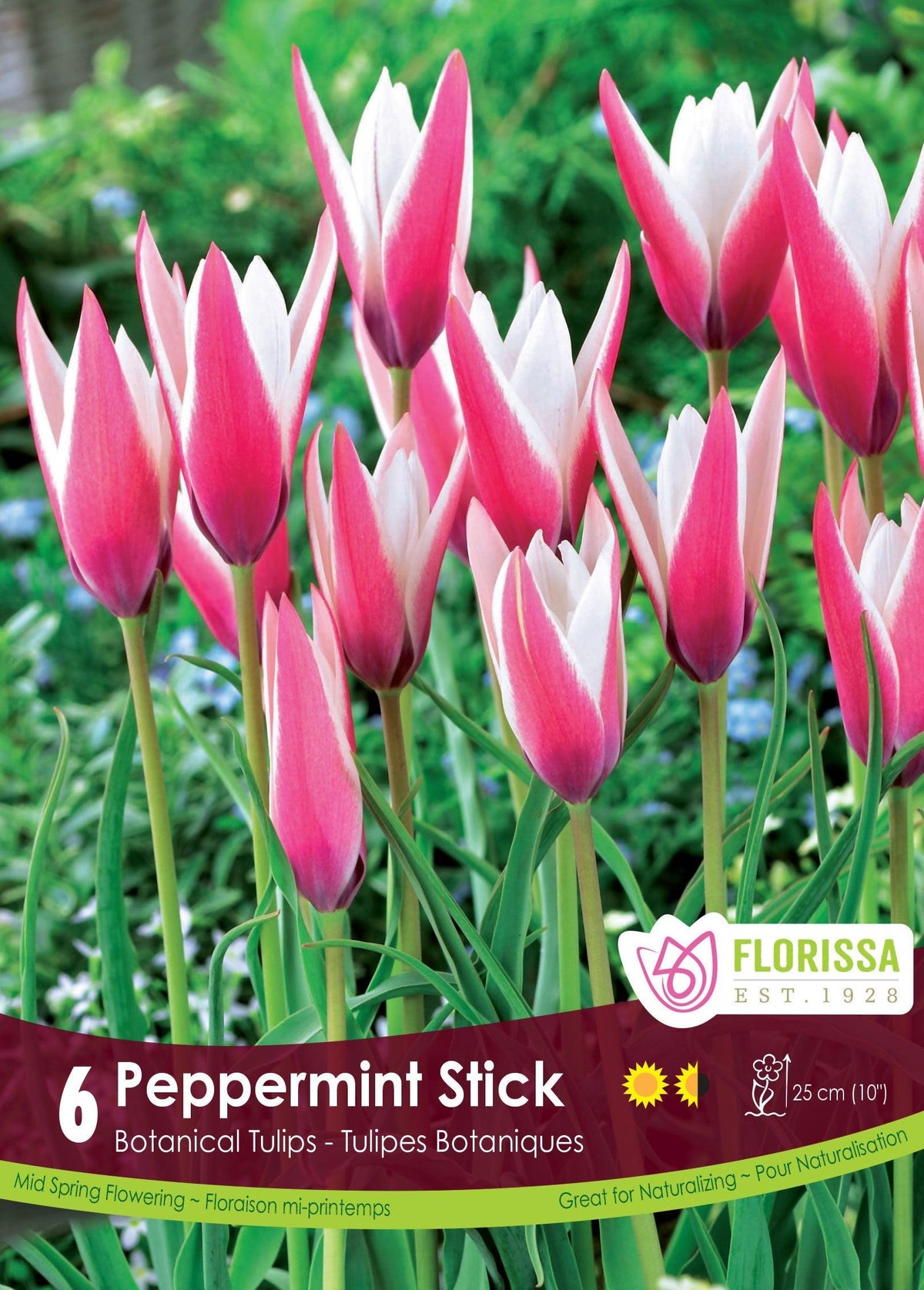 Tulip Peppermint Stick 6/Pkg