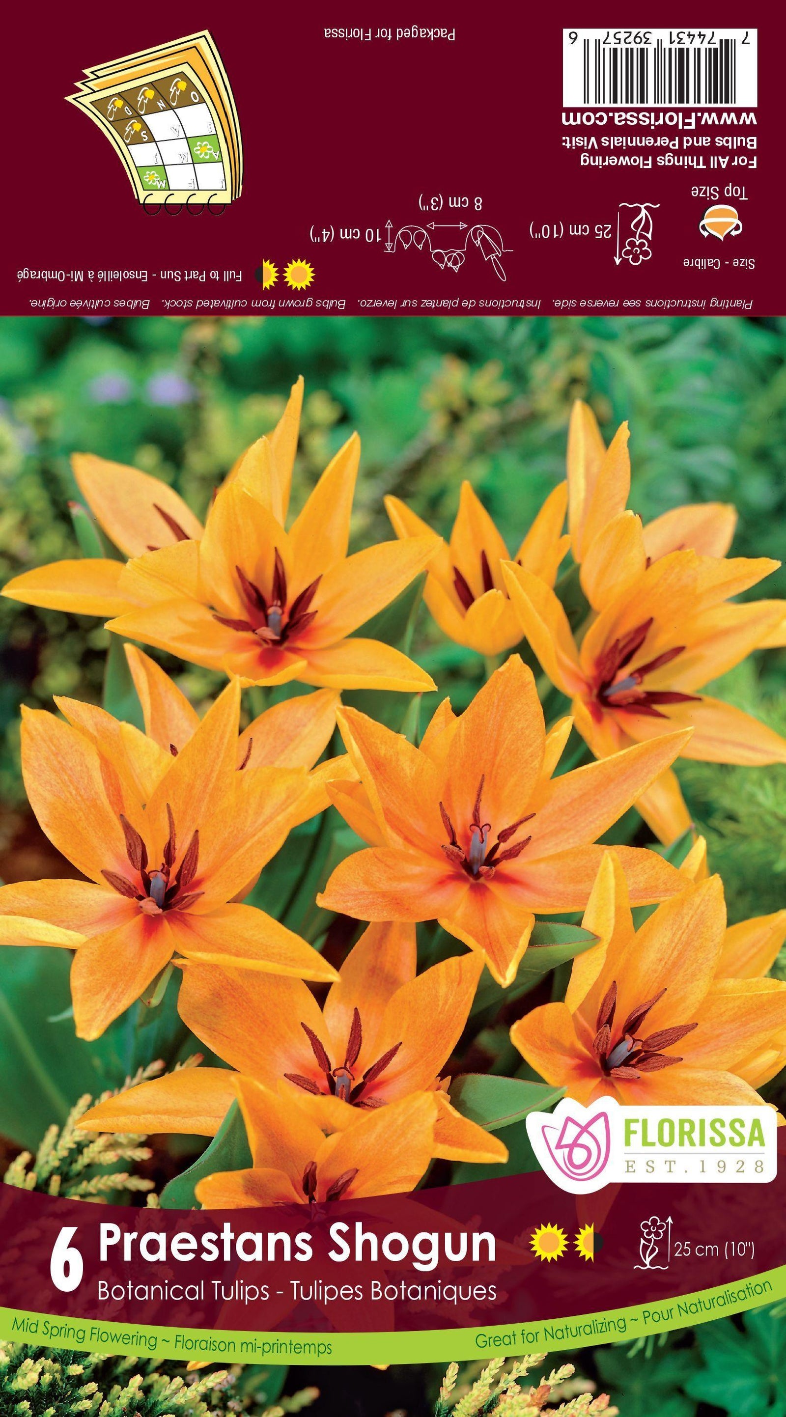 Tulip-Praestans Shogun