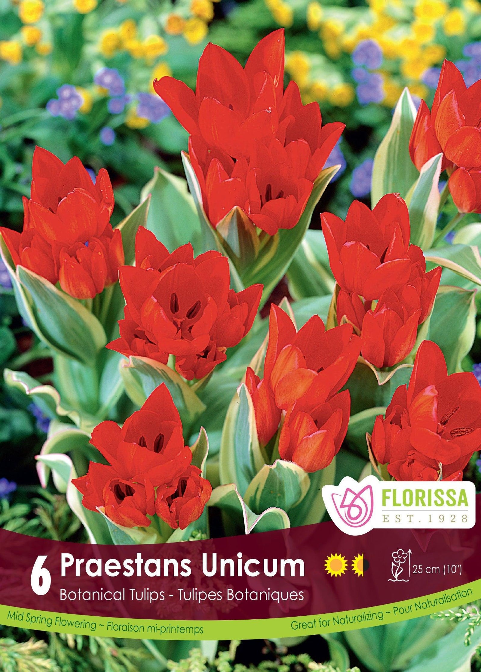 Tulip Praestans Unicum 6/Pkg