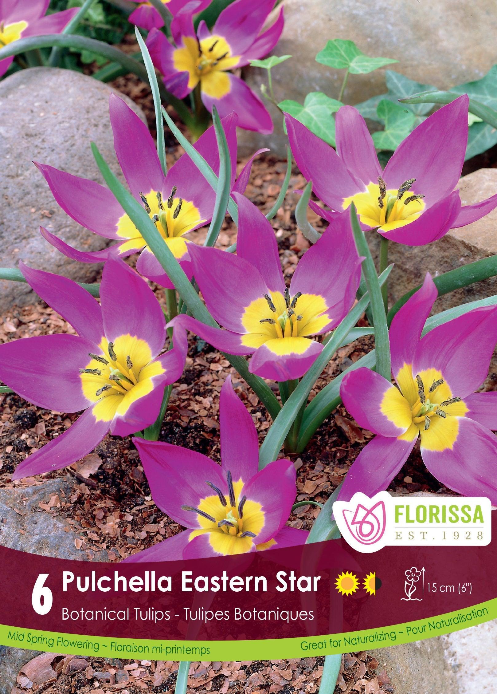 Tulip Pulchella Eastern Star 6/Pkg