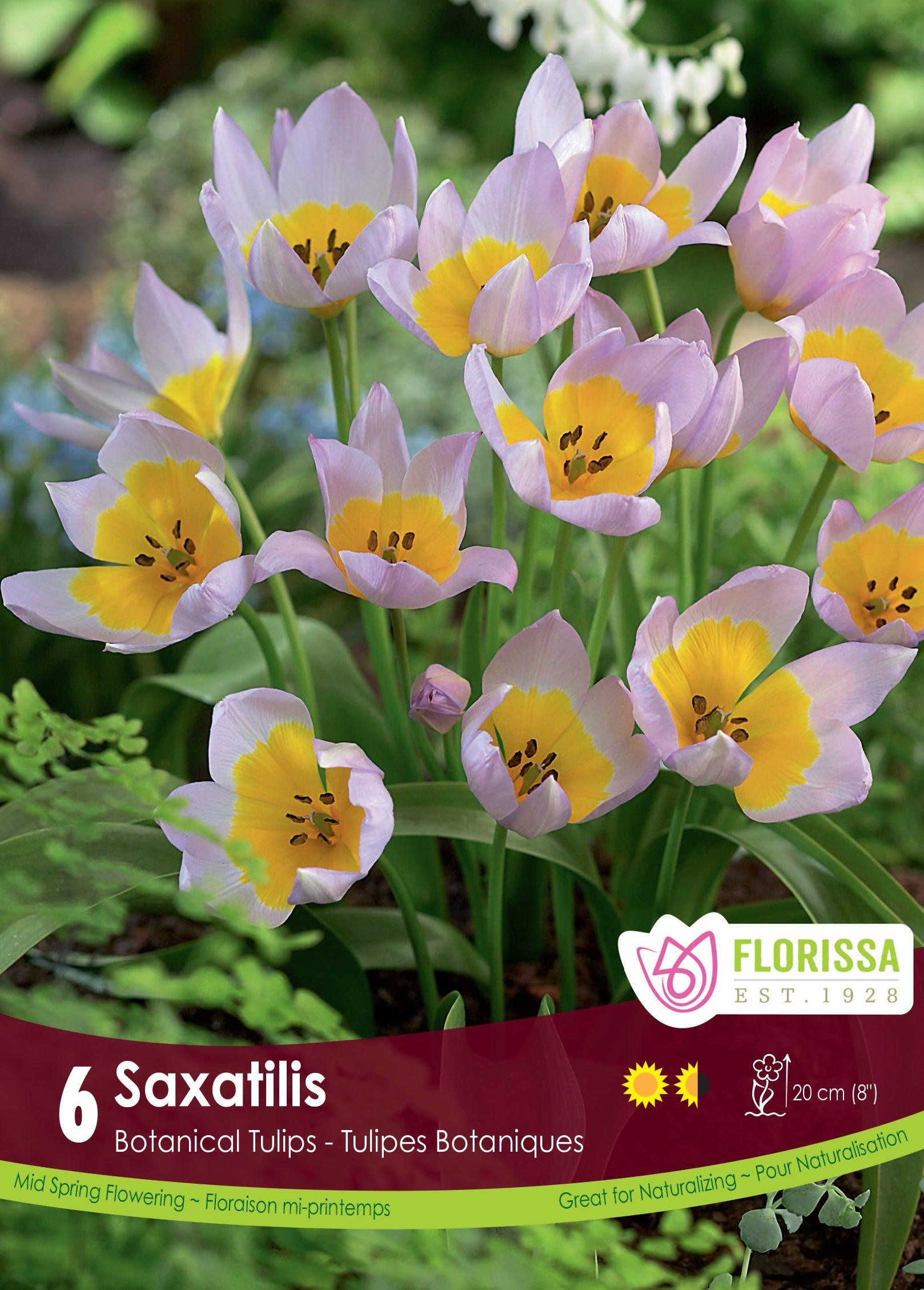 Tulip Saxatilis 6/Pkg