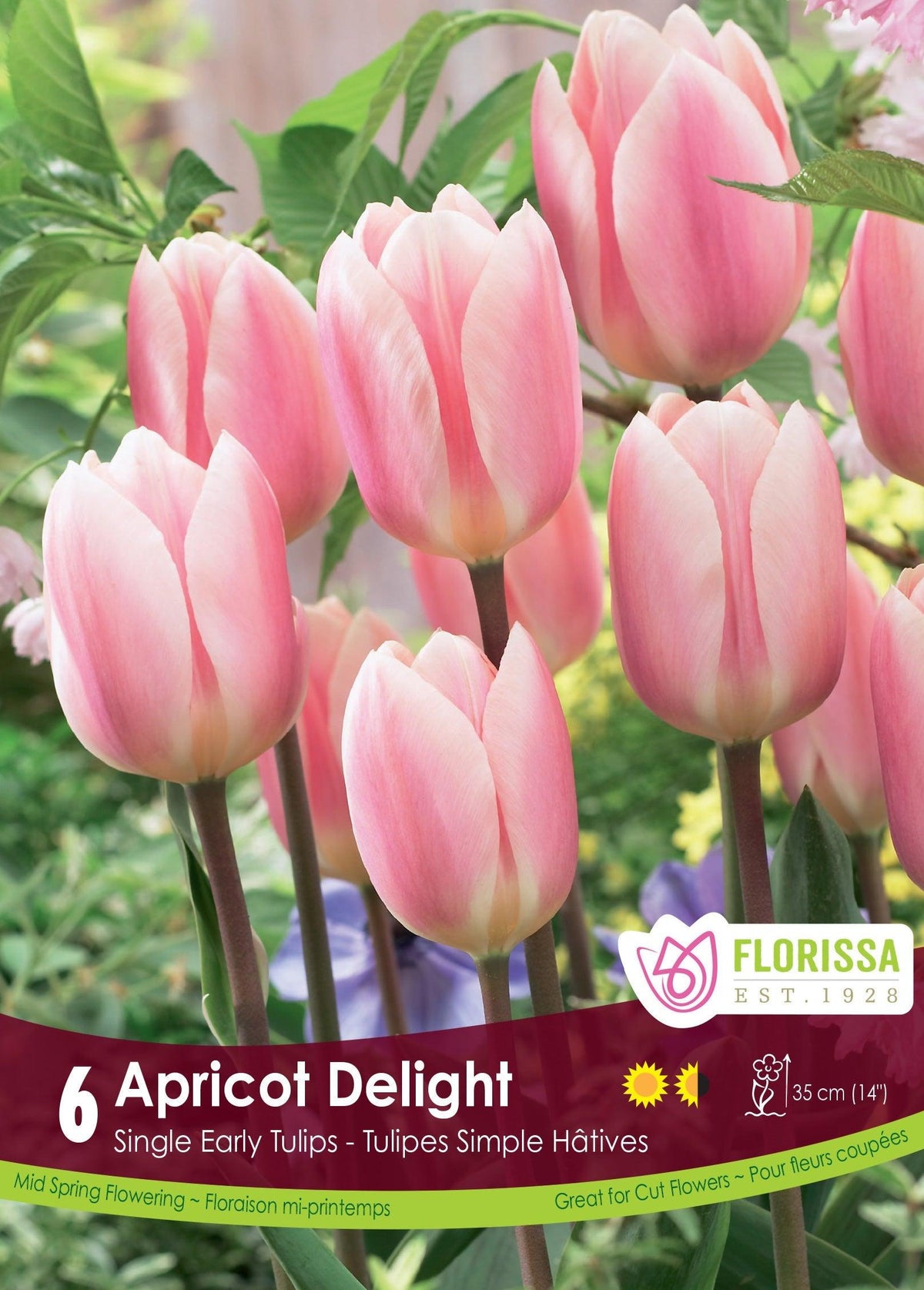 Tulip Apricot Delight 6/Pkg