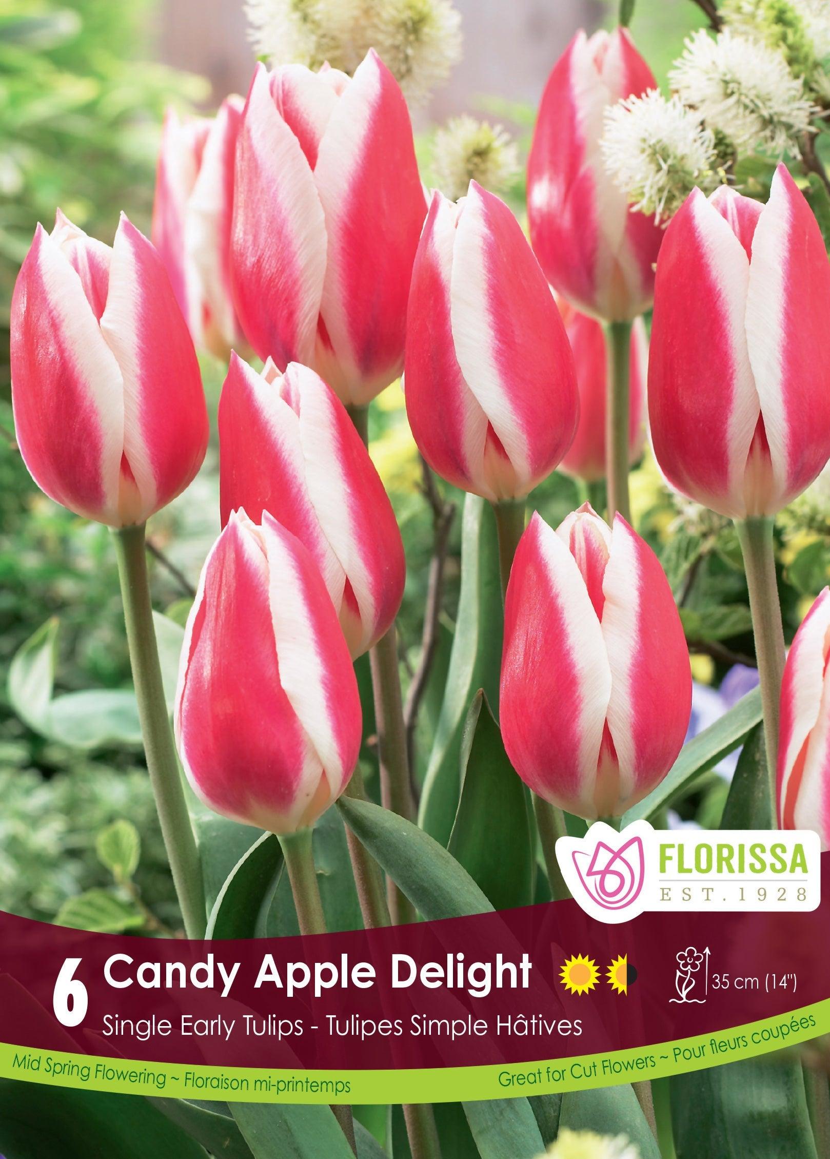 Tulip Candy Apple Delight 6/Pkg