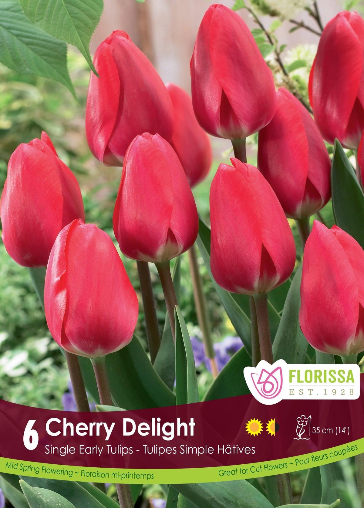 Tulip Cherry Delight 6/Pkg