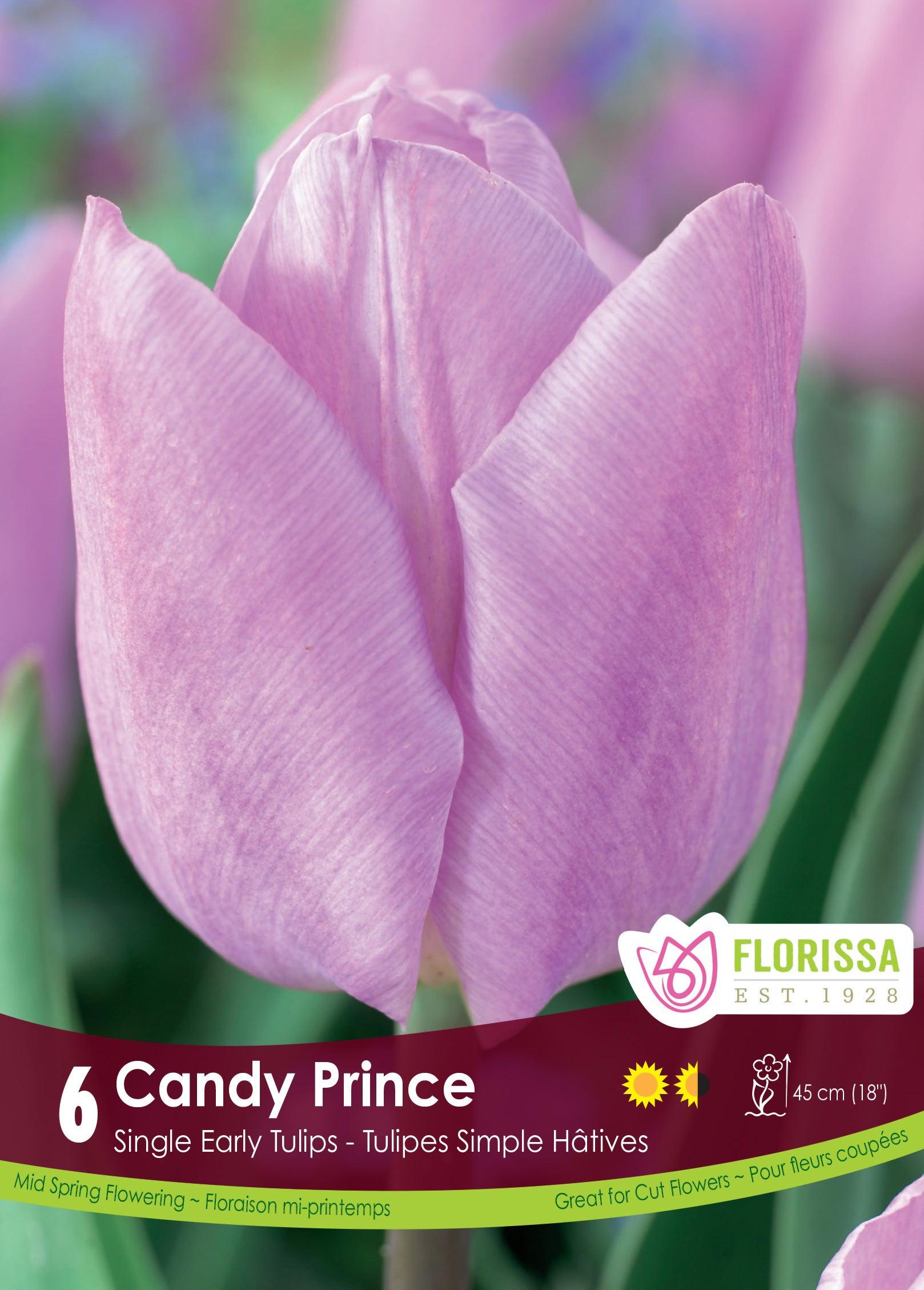 Tulip-Candy Prince