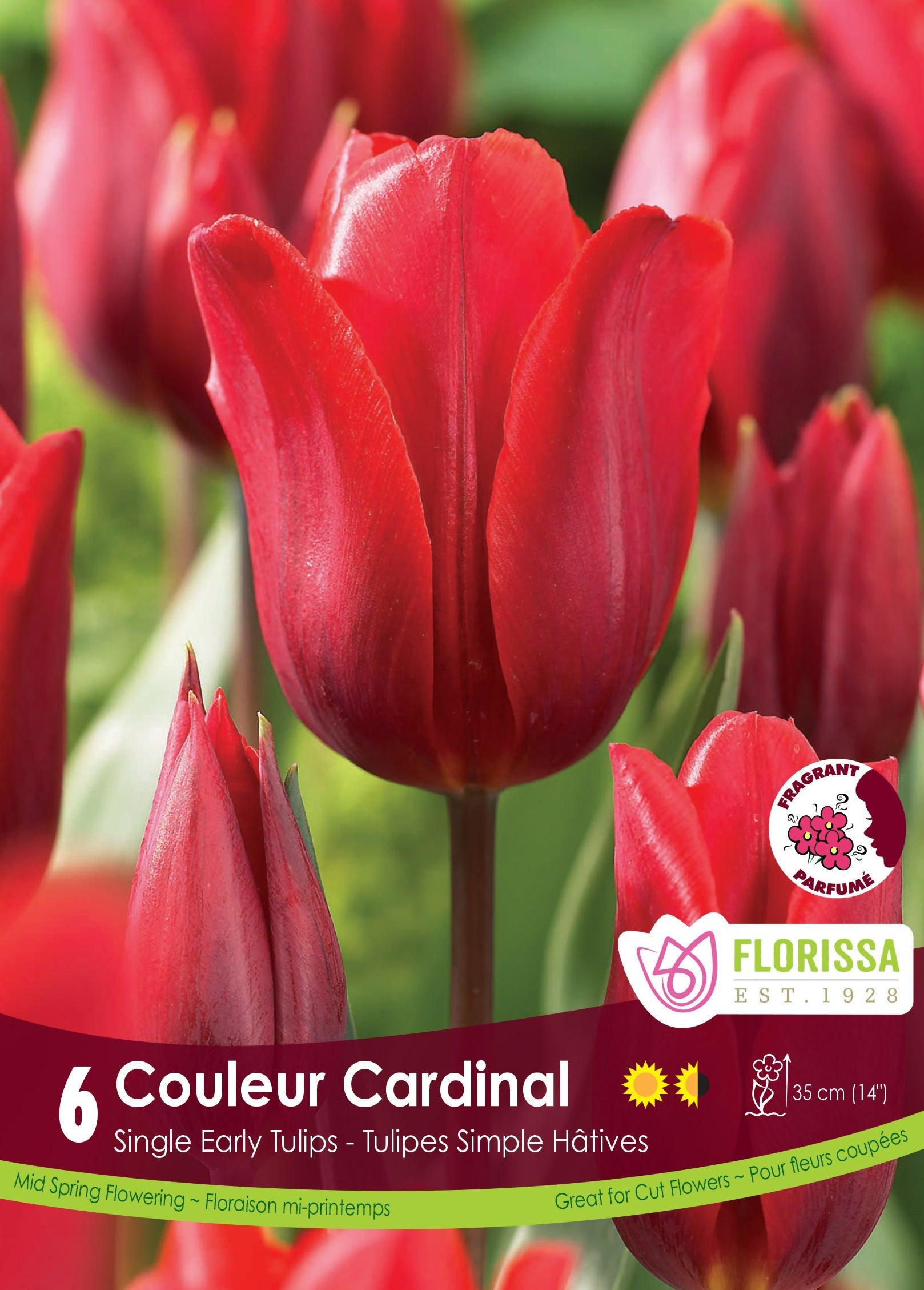 Tulip Couleur Cardinal 6/Pkg